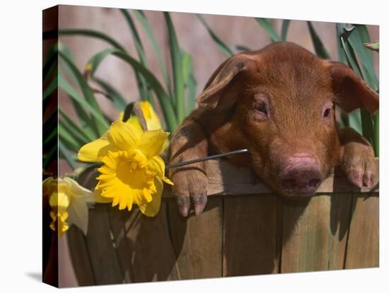 Domestic Piglet, in Bucket with Daffodils, USA-Lynn M. Stone-Stretched Canvas