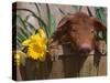 Domestic Piglet, in Bucket with Daffodils, USA-Lynn M. Stone-Stretched Canvas