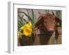 Domestic Piglet, in Bucket with Daffodils, USA-Lynn M. Stone-Framed Photographic Print