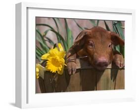 Domestic Piglet, in Bucket with Daffodils, USA-Lynn M. Stone-Framed Photographic Print