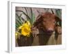 Domestic Piglet, in Bucket with Daffodils, USA-Lynn M. Stone-Framed Photographic Print