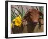 Domestic Piglet, in Bucket with Daffodils, USA-Lynn M. Stone-Framed Photographic Print