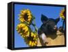 Domestic Piglet in Bucket with Sunflowers, USA-Lynn M. Stone-Framed Stretched Canvas