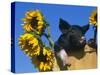 Domestic Piglet in Bucket with Sunflowers, USA-Lynn M. Stone-Stretched Canvas