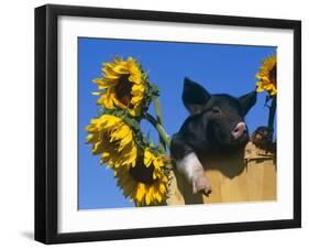 Domestic Piglet in Bucket with Sunflowers, USA-Lynn M. Stone-Framed Photographic Print