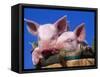 Domestic Piglets, in Bucket, USA-Lynn M. Stone-Framed Stretched Canvas