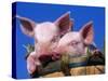 Domestic Piglets, in Bucket, USA-Lynn M. Stone-Stretched Canvas