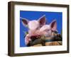 Domestic Piglets, in Bucket, USA-Lynn M. Stone-Framed Premium Photographic Print