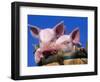 Domestic Piglets, in Bucket, USA-Lynn M. Stone-Framed Premium Photographic Print