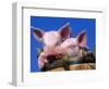 Domestic Piglets, in Bucket, USA-Lynn M. Stone-Framed Premium Photographic Print