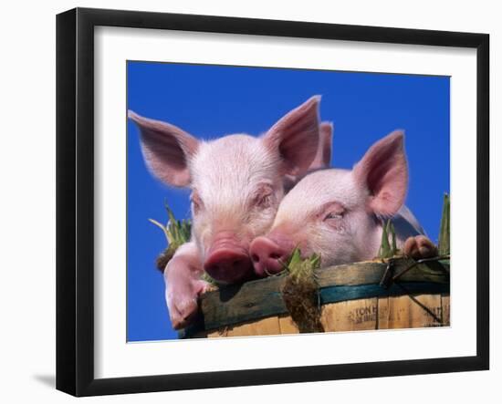 Domestic Piglets, in Bucket, USA-Lynn M. Stone-Framed Premium Photographic Print