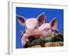 Domestic Piglets, in Bucket, USA-Lynn M. Stone-Framed Photographic Print