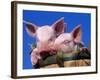 Domestic Piglets, in Bucket, USA-Lynn M. Stone-Framed Photographic Print