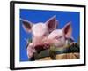 Domestic Piglets, in Bucket, USA-Lynn M. Stone-Framed Photographic Print