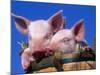 Domestic Piglets, in Bucket, USA-Lynn M. Stone-Mounted Photographic Print