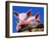 Domestic Piglets, in Bucket, USA-Lynn M. Stone-Framed Photographic Print