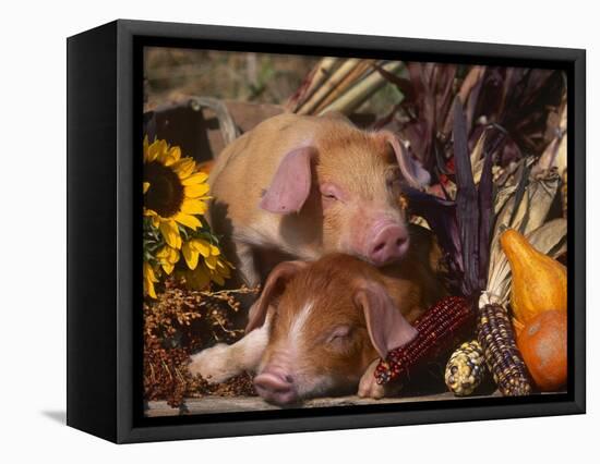 Domestic Piglets, Resting Amongst Vegetables, USA-Lynn M. Stone-Framed Stretched Canvas