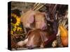 Domestic Piglets, Resting Amongst Vegetables, USA-Lynn M. Stone-Stretched Canvas
