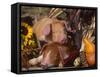 Domestic Piglets, Resting Amongst Vegetables, USA-Lynn M. Stone-Framed Stretched Canvas