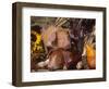 Domestic Piglets, Resting Amongst Vegetables, USA-Lynn M. Stone-Framed Premium Photographic Print