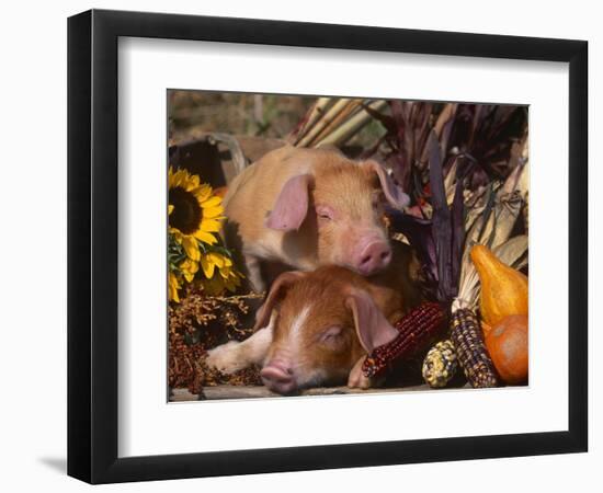 Domestic Piglets, Resting Amongst Vegetables, USA-Lynn M. Stone-Framed Premium Photographic Print