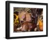 Domestic Piglets, Resting Amongst Vegetables, USA-Lynn M. Stone-Framed Premium Photographic Print