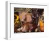 Domestic Piglets, Resting Amongst Vegetables, USA-Lynn M. Stone-Framed Premium Photographic Print