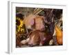 Domestic Piglets, Resting Amongst Vegetables, USA-Lynn M. Stone-Framed Photographic Print