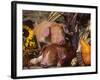 Domestic Piglets, Resting Amongst Vegetables, USA-Lynn M. Stone-Framed Photographic Print