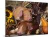 Domestic Piglets, Resting Amongst Vegetables, USA-Lynn M. Stone-Mounted Photographic Print