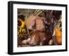 Domestic Piglets, Resting Amongst Vegetables, USA-Lynn M. Stone-Framed Photographic Print