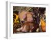 Domestic Piglets, Resting Amongst Vegetables, USA-Lynn M. Stone-Framed Photographic Print