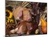Domestic Piglets, Resting Amongst Vegetables, USA-Lynn M. Stone-Mounted Photographic Print