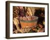 Domestic Piglets Sleeping in a Wooden Barrel, USA-Lynn M. Stone-Framed Photographic Print