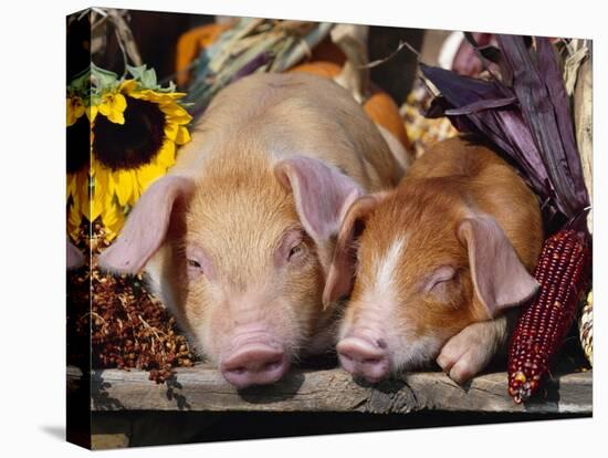 Domestic Piglets Sleeping, USA-Lynn M. Stone-Stretched Canvas