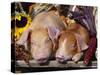 Domestic Piglets Sleeping, USA-Lynn M. Stone-Stretched Canvas