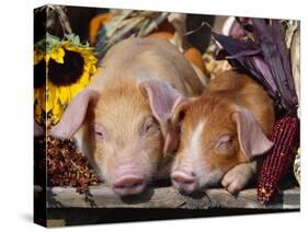 Domestic Piglets Sleeping, USA-Lynn M. Stone-Stretched Canvas