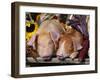 Domestic Piglets Sleeping, USA-Lynn M. Stone-Framed Photographic Print