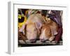 Domestic Piglets Sleeping, USA-Lynn M. Stone-Framed Photographic Print