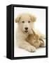 Domestic Puppy (Canis Familiaris) with Bunny-Jane Burton-Framed Stretched Canvas