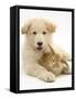 Domestic Puppy (Canis Familiaris) with Bunny-Jane Burton-Framed Stretched Canvas