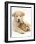 Domestic Puppy (Canis Familiaris) with Bunny-Jane Burton-Framed Premium Photographic Print