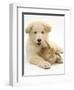 Domestic Puppy (Canis Familiaris) with Bunny-Jane Burton-Framed Premium Photographic Print