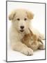 Domestic Puppy (Canis Familiaris) with Bunny-Jane Burton-Mounted Premium Photographic Print