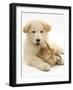 Domestic Puppy (Canis Familiaris) with Bunny-Jane Burton-Framed Photographic Print