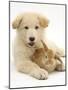Domestic Puppy (Canis Familiaris) with Bunny-Jane Burton-Mounted Photographic Print