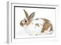 Chelsea White