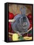Domestic Rabbit, Mini Rex Breed-Lynn M^ Stone-Framed Stretched Canvas