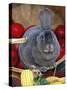 Domestic Rabbit, Mini Rex Breed-Lynn M^ Stone-Stretched Canvas