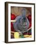 Domestic Rabbit, Mini Rex Breed-Lynn M^ Stone-Framed Photographic Print